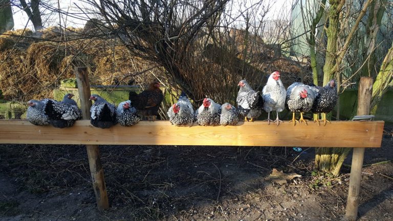 16179079_1369855586368403_2447867031228243765_o